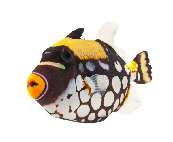 광대 triggerfish — 스톡 사진
