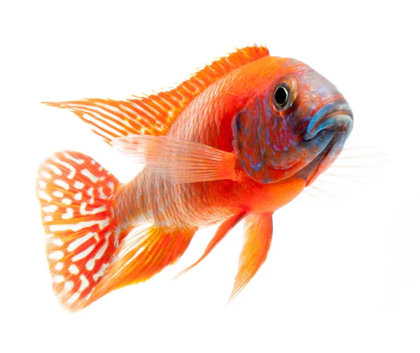 Red cichlid fish — Stock Photo, Image