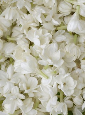 beyaz çiçek yaprağı