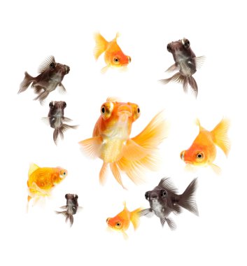 izole goldfishes