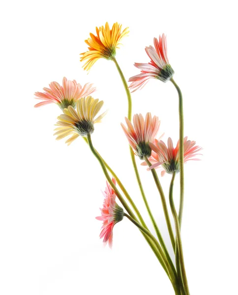 Gerbera flowers — Stock Photo, Image