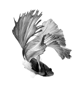 Siyam mücadele balık