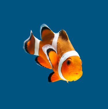 Clown fish or anemone fish clipart