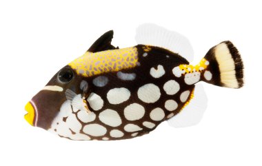 Palyaço triggerfish