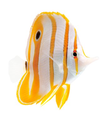 Copperband butterflyfish