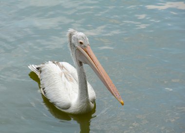 Pelikan kuşu