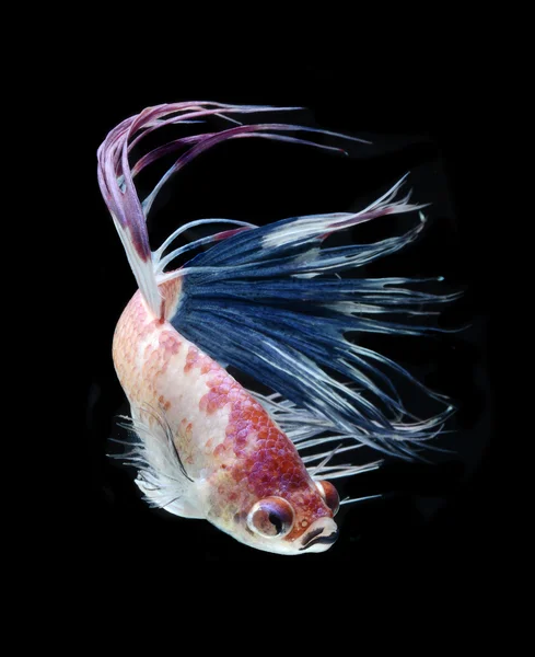 Siamese fighting fish — Stock Photo, Image