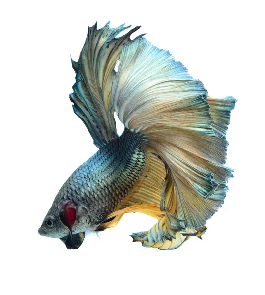 Siamese fighting fish — Stock Photo, Image