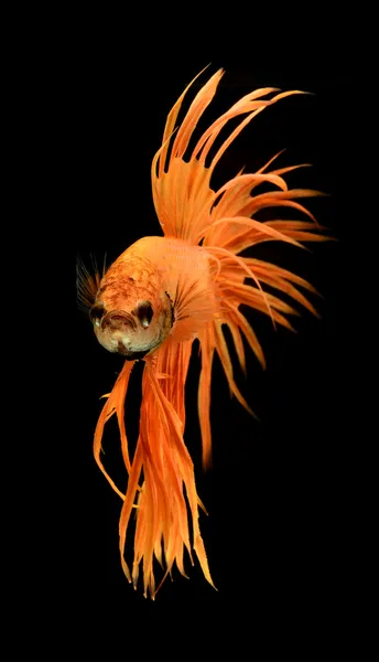 Siamese fighting fish — Stock Photo, Image