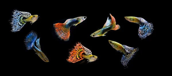 Balık guppy pet