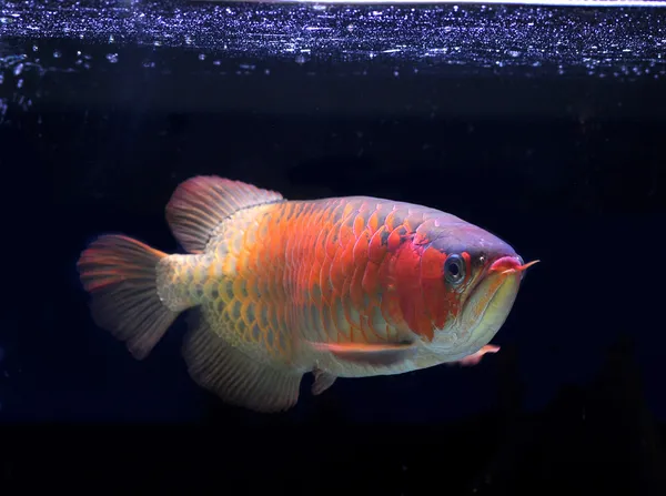 Arowana balığı