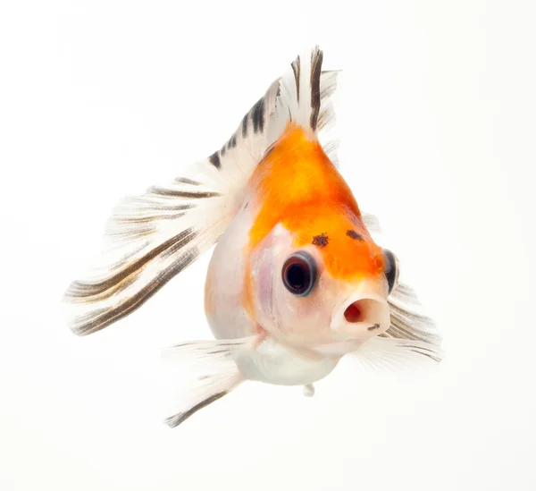 Tycke goldfish — Stockfoto