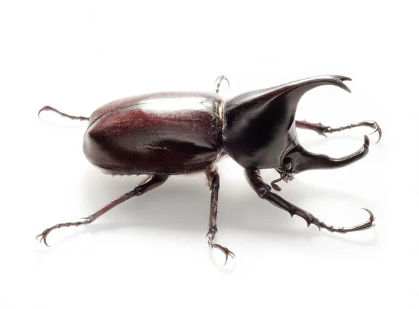 Bug de scarabée rhinocéros — Photo