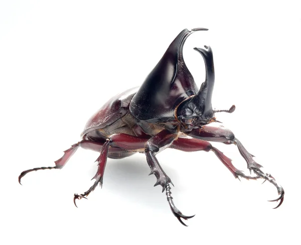 Bug de scarabée rhinocéros — Photo