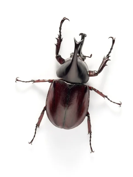 Bug de scarabée rhinocéros — Photo