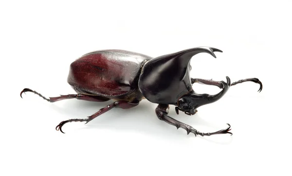 Nosorożec beetle błąd — Zdjęcie stockowe