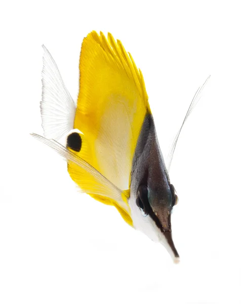 Pez mariposa de nariz larga amarilla — Foto de Stock