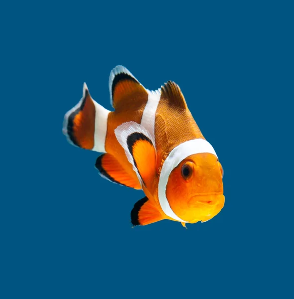 Clown fish or anemone fish — Stock Photo, Image