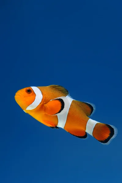 Peixe palhaço ou anêmona — Fotografia de Stock