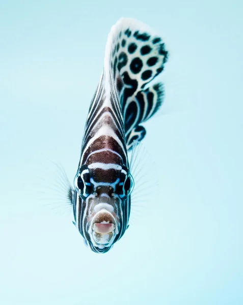 Împăratul angelfish — Fotografie, imagine de stoc