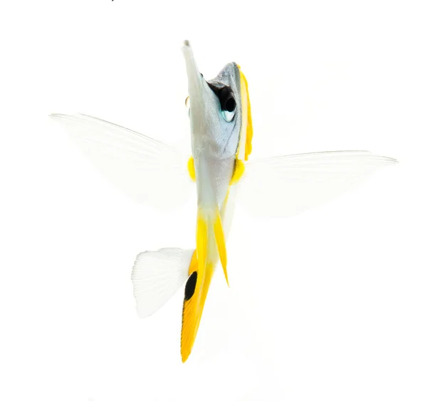 Sarı longnose butterflyfish — Stok fotoğraf