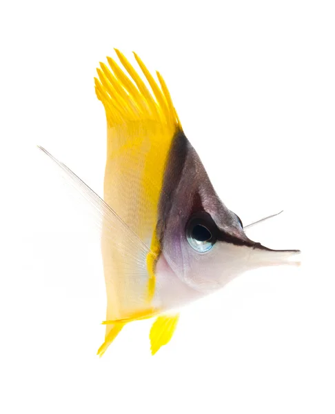 Gelber Langnasen-Schmetterlingsfisch — Stockfoto
