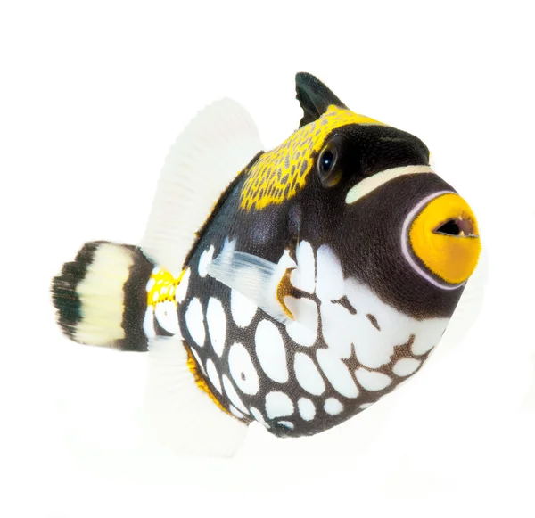 광대 triggerfish — 스톡 사진