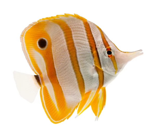 Copperband butterflyfish — Stok fotoğraf