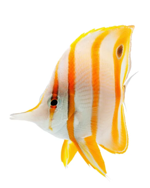 Copperband butterflyfish — Stock Photo, Image