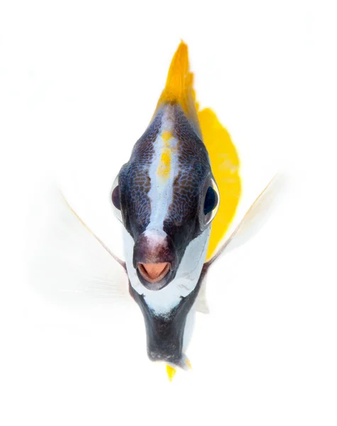 Foxface tabbitfish — Zdjęcie stockowe