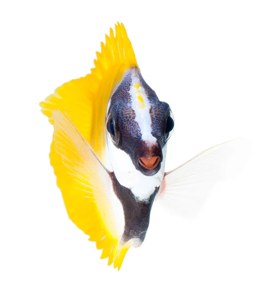 Foxface tabbitfish — 图库照片