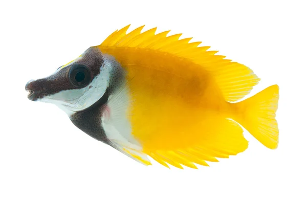 Foxface tabbitfish — 图库照片