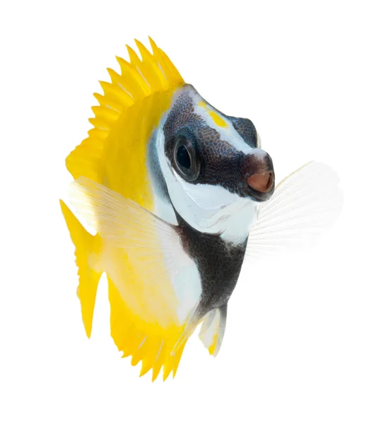 Foxface tabbitfish — стокове фото
