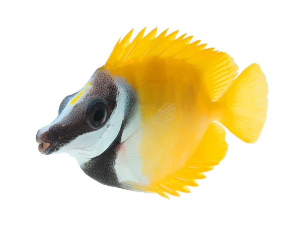 Foxface tabbitfish — Φωτογραφία Αρχείου