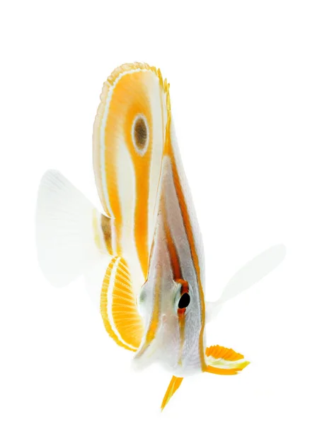 Copperband butterflyfish — Stok fotoğraf