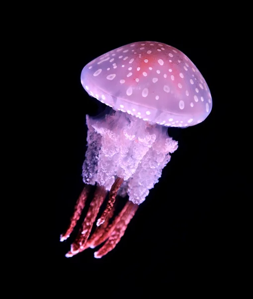 Jellyfish — Stock Photo, Image