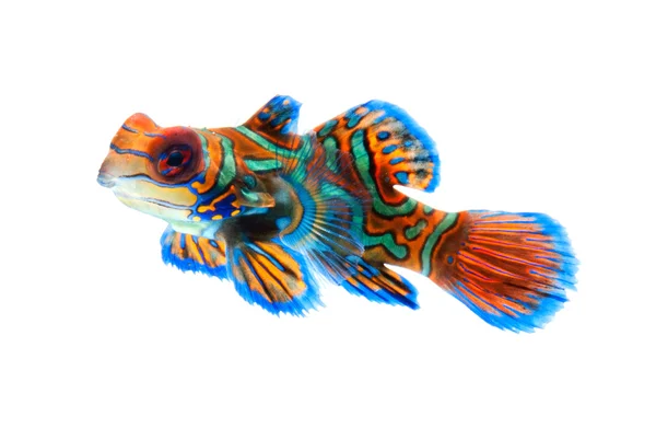 Mandarin fish dragonet — Stock Photo, Image