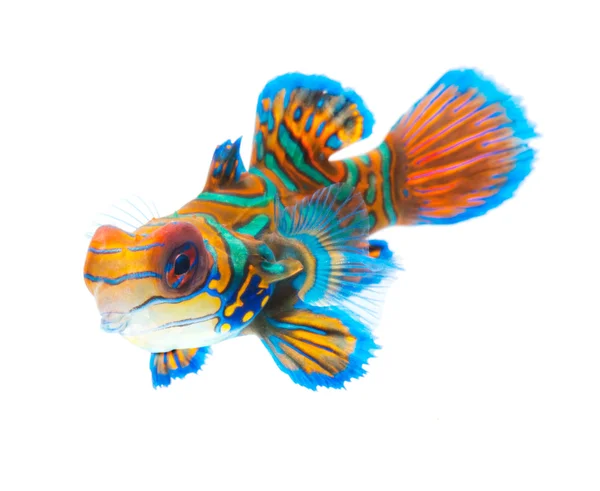 Мандаринская рыба-драгонец — стоковое фото