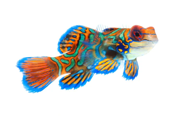 Mandarin fish dragonet — Stock Photo, Image