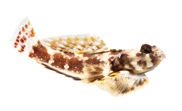 Dragonet fish — Stock Photo, Image