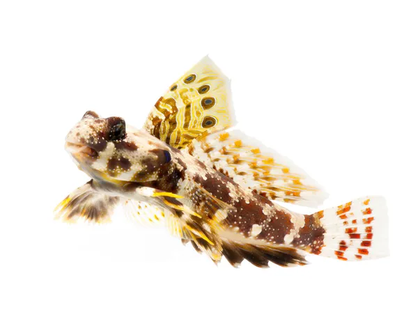 Dragonet fish — Stock Photo, Image