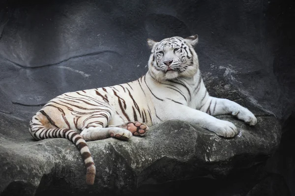 Asiatischer weißer Tiger — Stockfoto