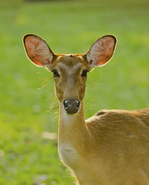 Female deer — Stock Photo, Image