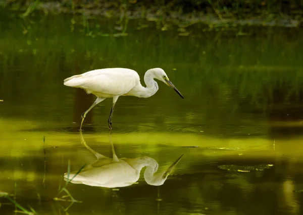 Witte kraan — Stockfoto