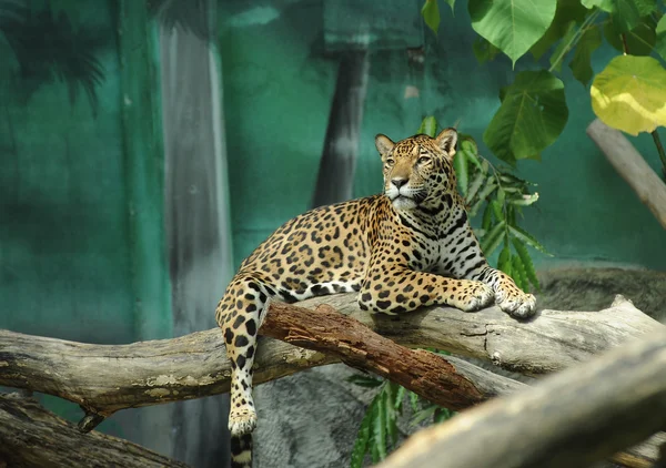 Jaguar ! — Photo