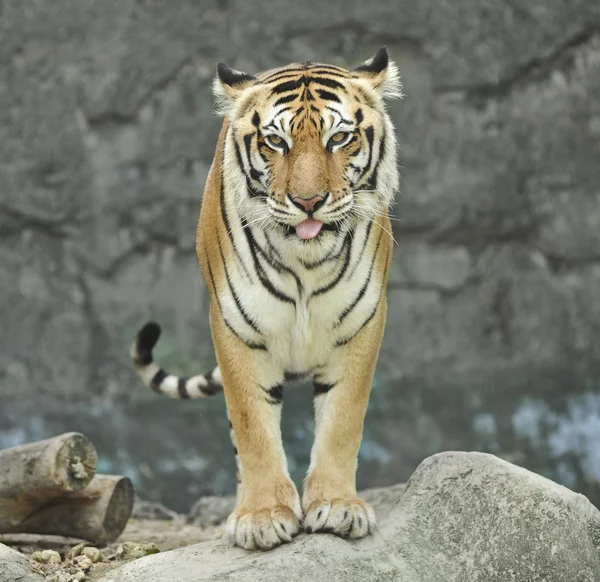 Азиатский тигр на скале — стоковое фото
