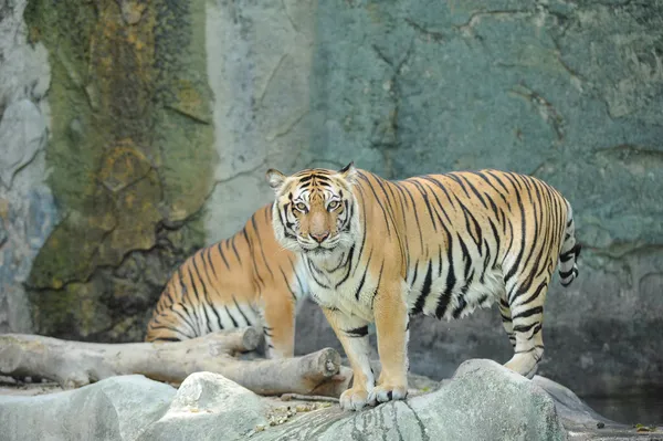 Asiatischer Tiger — Stockfoto