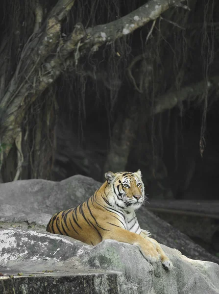 Азиатский тигр на скале — стоковое фото