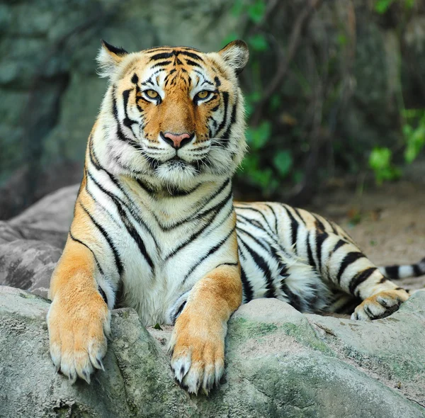 Tigre asiatique sur le rock — Photo