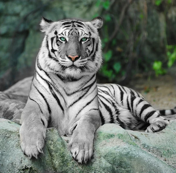 Asijské bílý tygr — Stock fotografie